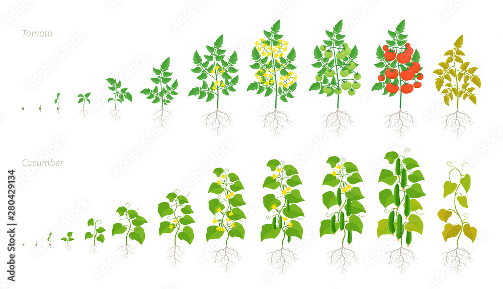Set Growth Stages Of Tomato And Cucumber Plant Ripening Period Life Cycle Of The Vegetables 8441