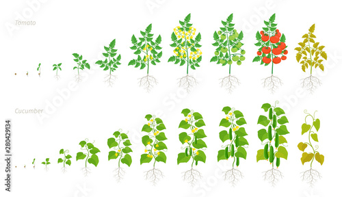 Set growth stages of tomato and cucumber plant. Ripening period. Life cycle of the vegetables harvest. Animation development progression. Vector illustration.