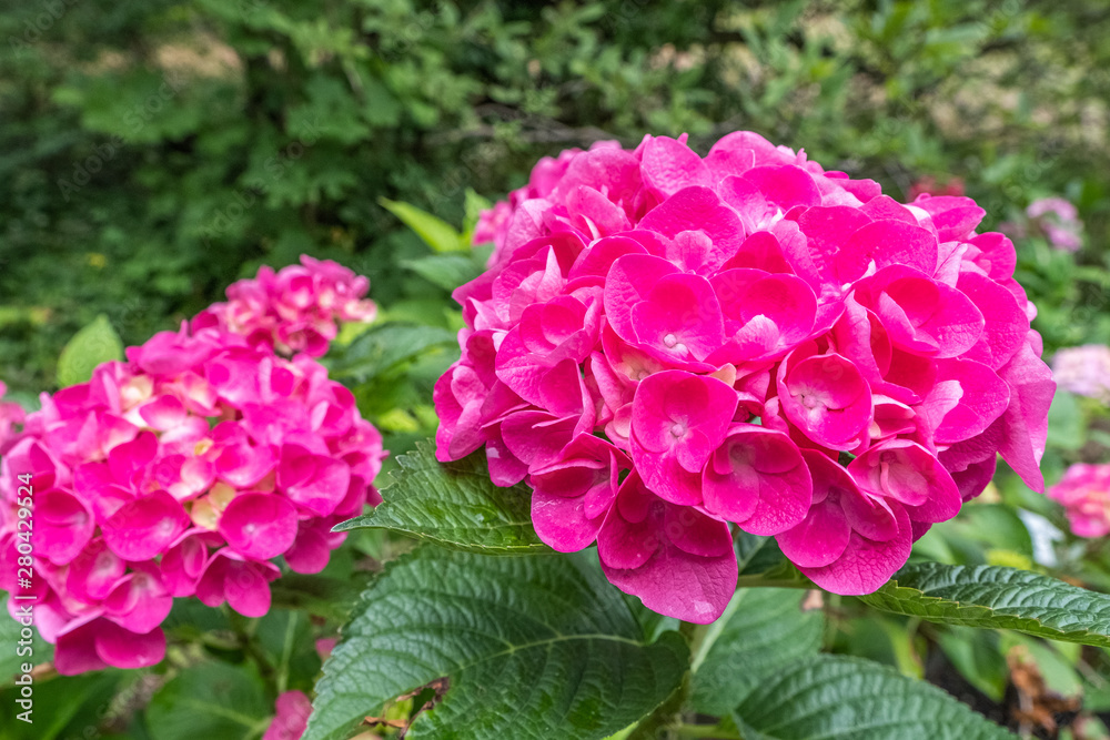 Hydrangea macrophylla 'Rathen'