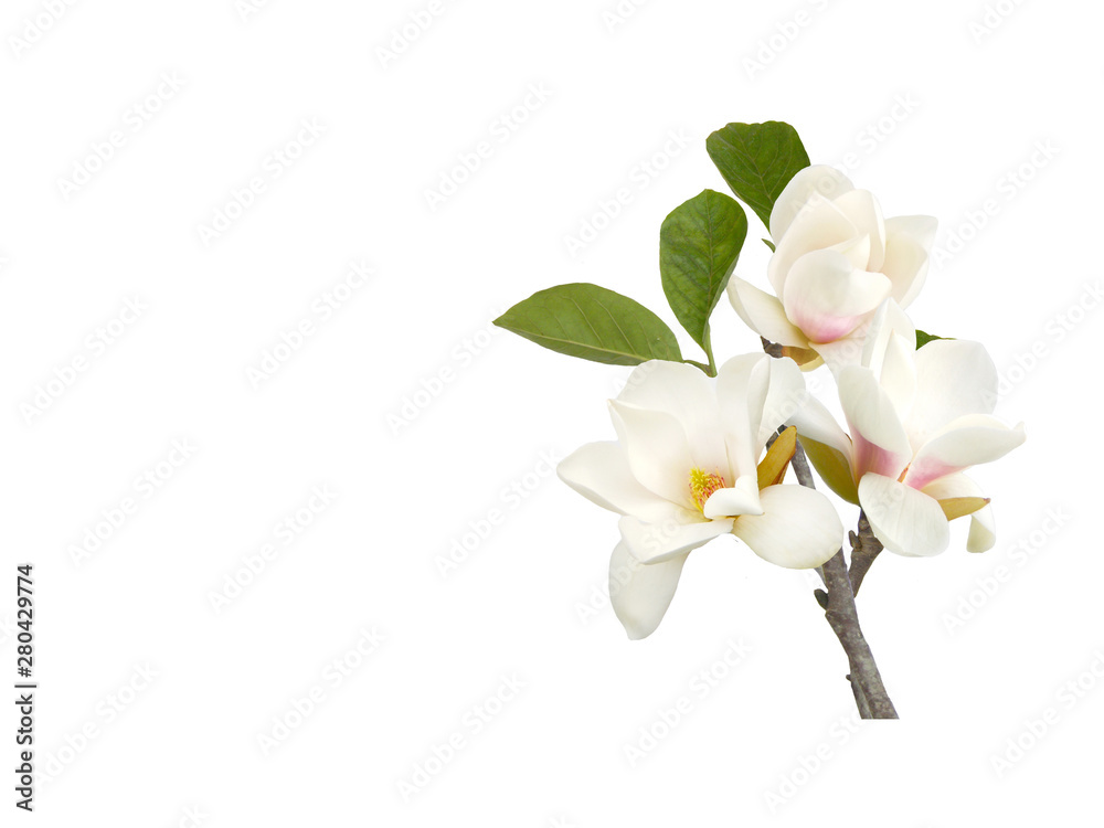 Fototapeta premium Bloomimg white magnolia flower isolated on white background