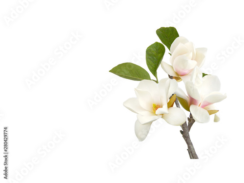 Bloomimg white magnolia flower isolated on white background photo