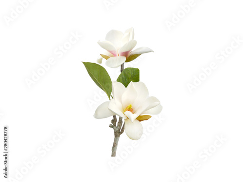 Bloomimg white magnolia flower isolated on white background