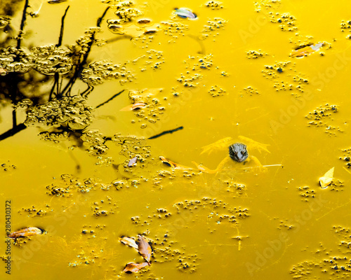 Common frog of Sardinia, present in the ponds in the summer. photo