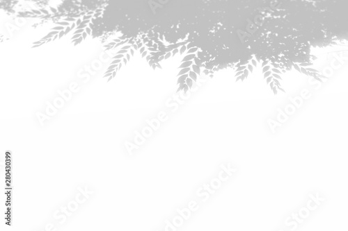 Summer background of shadows tree on a white wall. White and Black for overlaying a photo or mockup