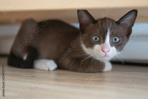Chocolate kitten cat is hiding under wooden table to keep watching something