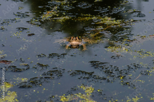 Common frog of Sardinia, present in the ponds in the summer.