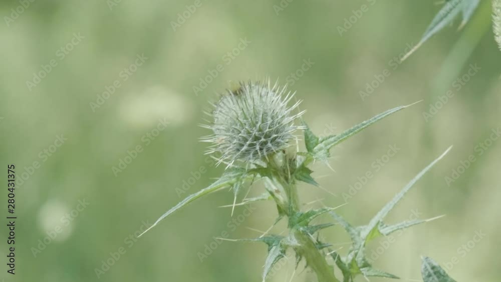 sea thistle in the wind sea thistle in the wind