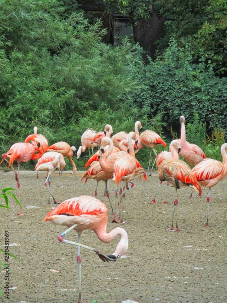 flamingos together on the grass flamingos together on the grass