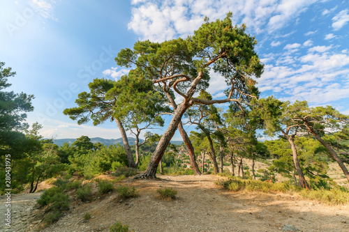 Italian Stone Pine view from below. Blue sky and clouds is shown between branches of pine trees ( Pinus Pinea ) in summer at road to Altar of Zeus at Kucukkuyu Assos Province, Canakkale.