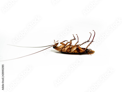 Close-Up Of Dead Cockroach isolated on white background / insecticide products © thebigland45
