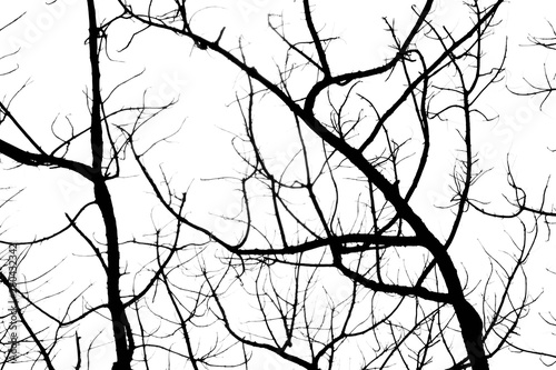 Bare tree branches on a pale white background