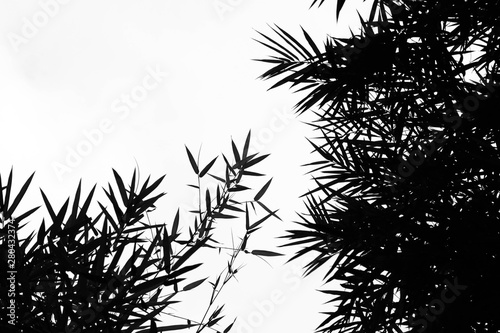 bamboo leaves silhouette on a white background