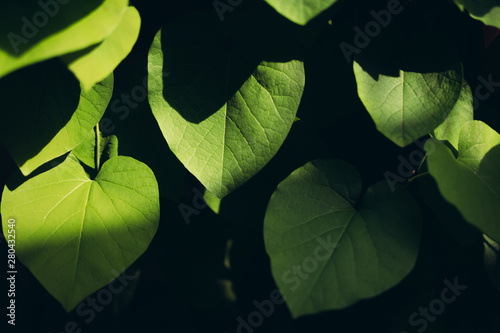 Leafs in shadow