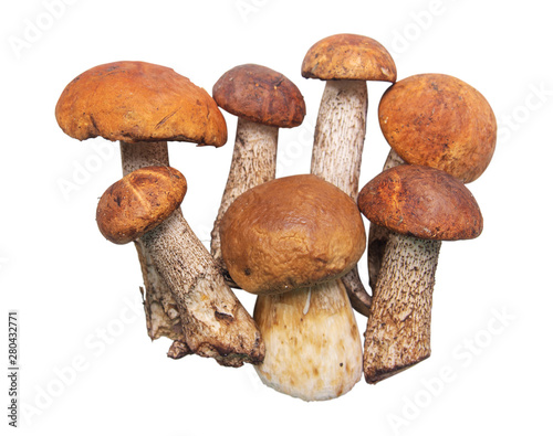 A pile of forest edible mushrooms on a white background. Foreground. There is a clipping path, can be easily separated from the background.