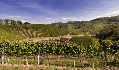 Quadro su tela View of the vineyards near the village Durbach_Ortenau, Baden Wuerttemberg, Germ