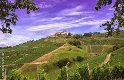 View of Staufenberg Castle in the middle of vineyards near.the village Durbach_Ortenau, Baden Wuerttemberg, Germany photo