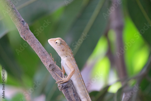 lizard on the tree © Prat