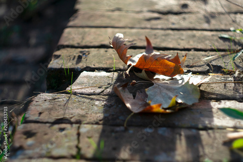 beautiful autumn macro yellow leaves  in the park