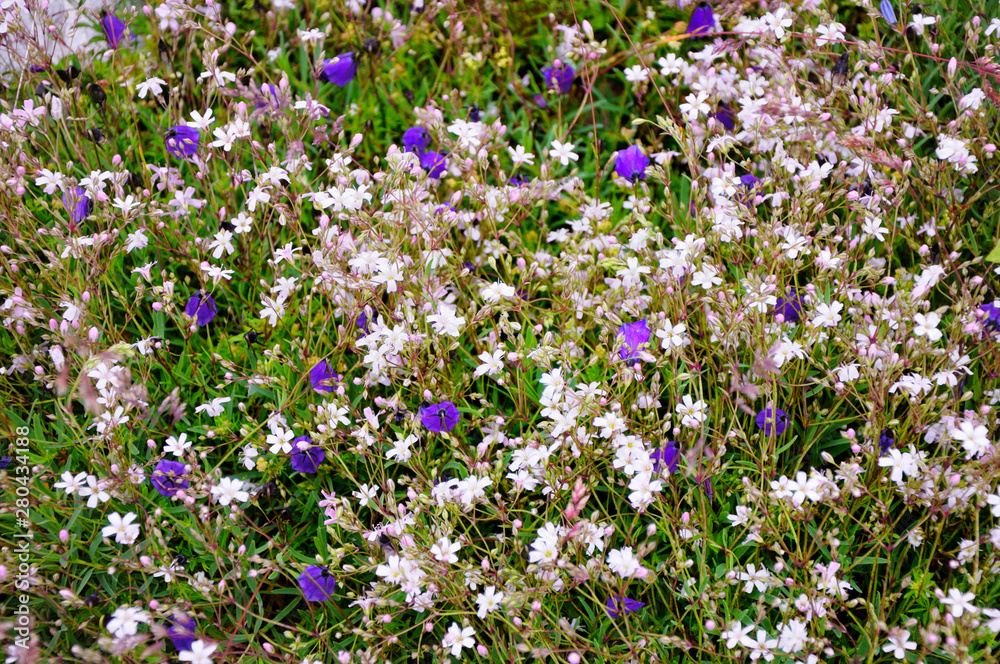 Wildflowers. White and purple little summer flowers. Wildflowers. White and purple little summer flowers.