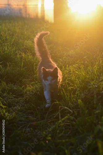 Obraz White kitten at orange sunset