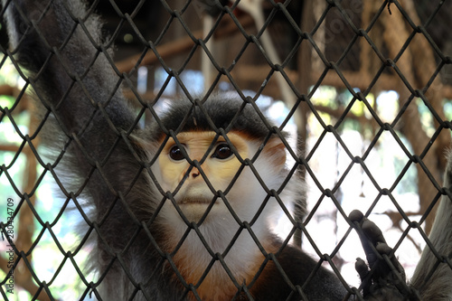 red-shanked douc in cage © Prat