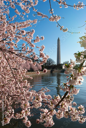 Obraz na płótnie Washington Monument Cherry Blossom