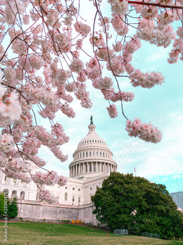 US Capitol Cherry Blossom © Brandon