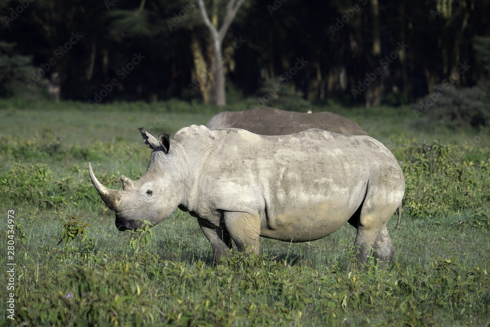 Obraz premium Rhinoceros in Lake Nakuru National Park