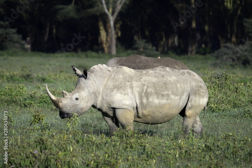 Rhinoceros in Lake Nakuru National Park
