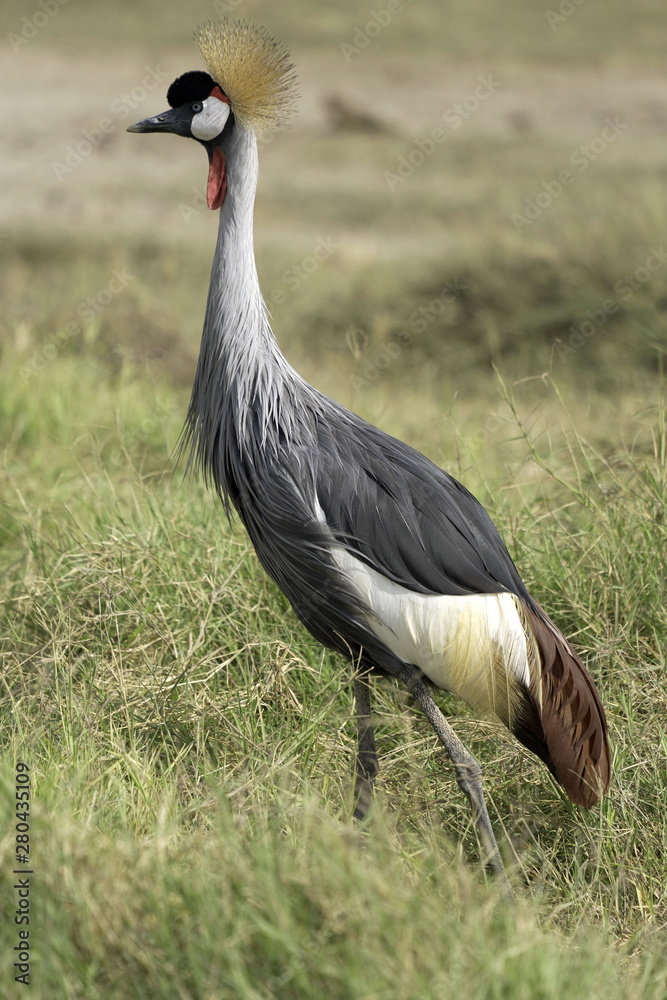 Obraz premium Crowned Crane in Amboseli National Park