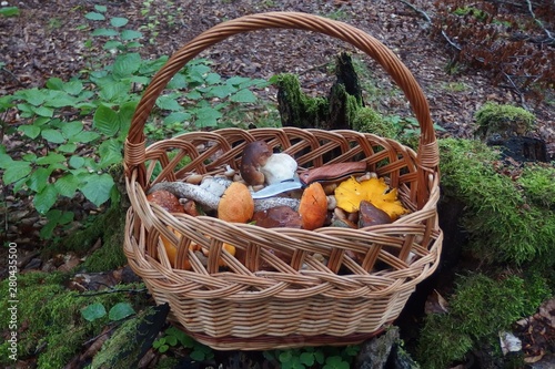 Mushrooming - a wicker basket full of various mushrooms, standing in the forest