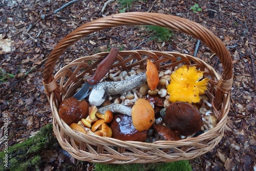 Mushrooming - a wicker basket full of various mushrooms  standing in the forest