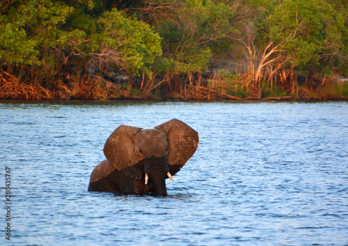 Elephant crossing a river at the Zambezi National Park is a national park located upstream from Victoria Falls on the Zambezi River in Zimbabwe.  photo