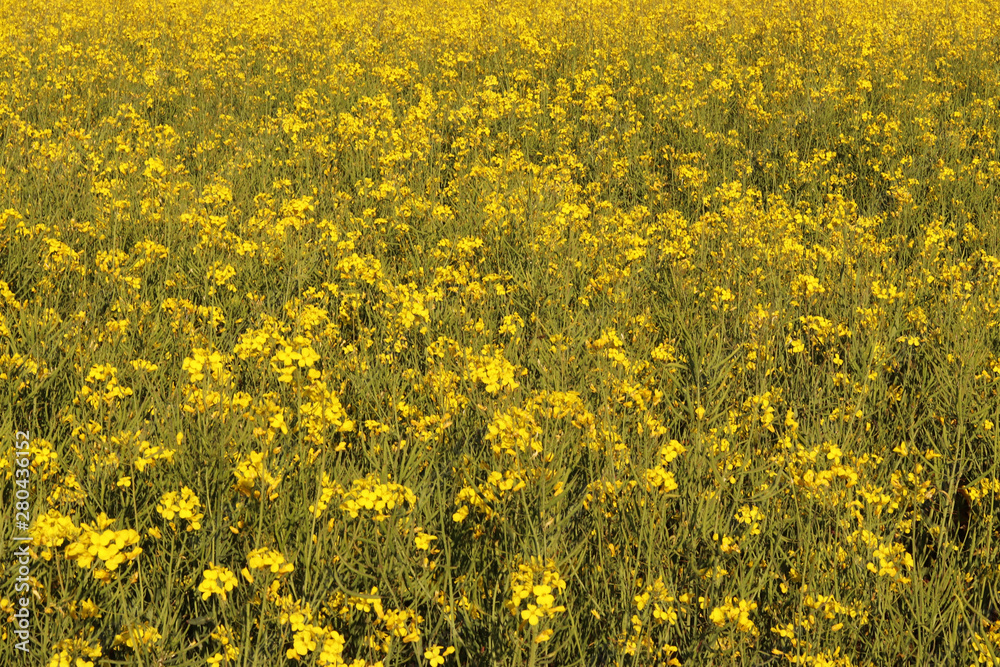Field of yellow rapeseed flowers