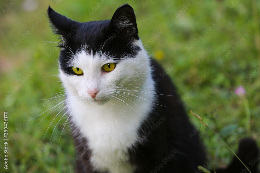Portrait of a cat on the background of green grass Portrait of a cat on the background of green grass