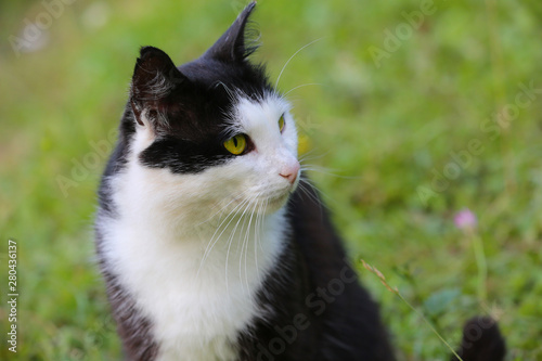 Portrait of a cat on the background of green grass