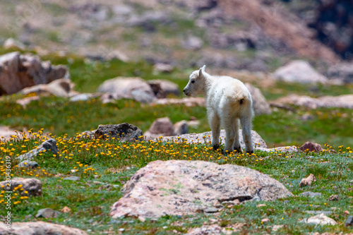Baby mountain goat kid on Mount Evans Colorado