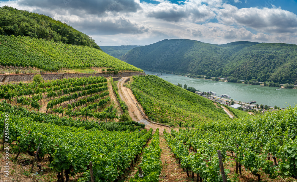 Fototapeta premium German vineyards in Rudesheim am Rhein