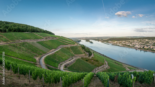 German vineyards in Rudesheim am Rhein