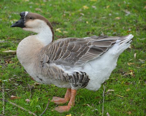 The African Goose is a breed of goose. The African goose breed most likely originated in China, despite the name.  photo