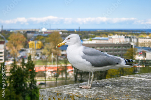 Seagull standing on a wall ready to fly , Baltic sea on background