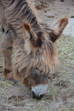 Poitou donkey (Equus asinus asinus), also known as the Poitevin donkey.