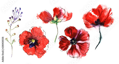 Different flower life stages of blood-red poppy flower from bud to blossom and wilt. Top and front view. Watercolor hand drawn isolated images on white background. Brush stroke floral illustration.