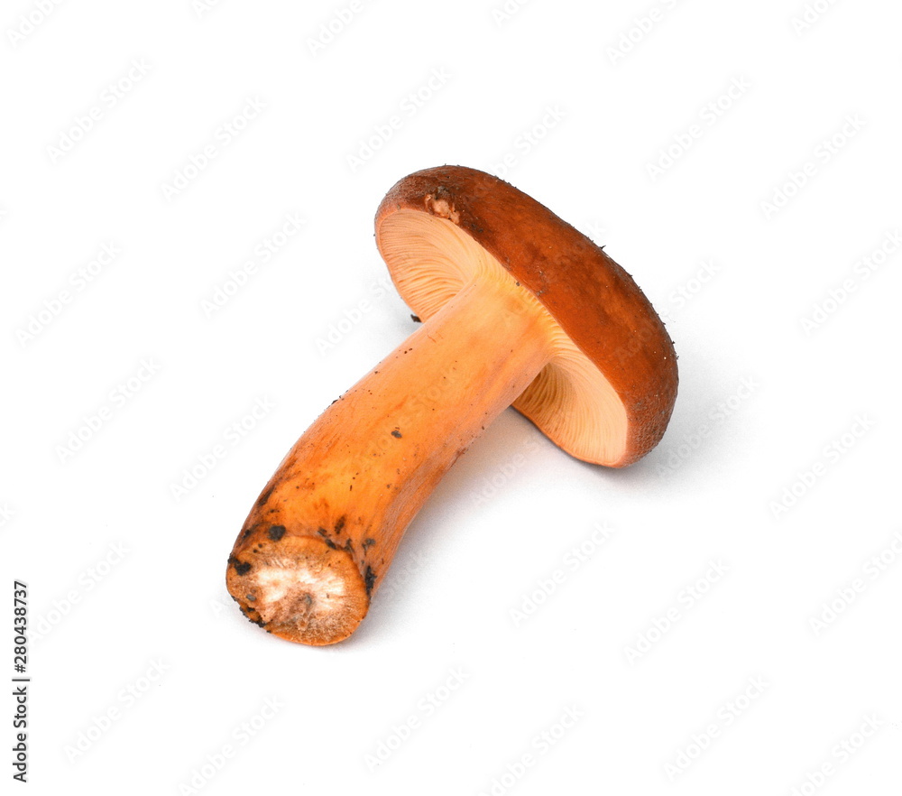 Lactarius volemus isolated on white. Delicious edible wild mushroom, with lot of common names, Weeping milk cap, Tawny milkcap, The orange-brown milky, Leatherback mushroom or a Bradley mushroom Lactarius volemus isolated on white. Delicious edible wild mushroom, with lot of common names, Weeping milk cap, Tawny milkcap, The orange-brown milky, Leatherback mushroom or a Bradley mushroom