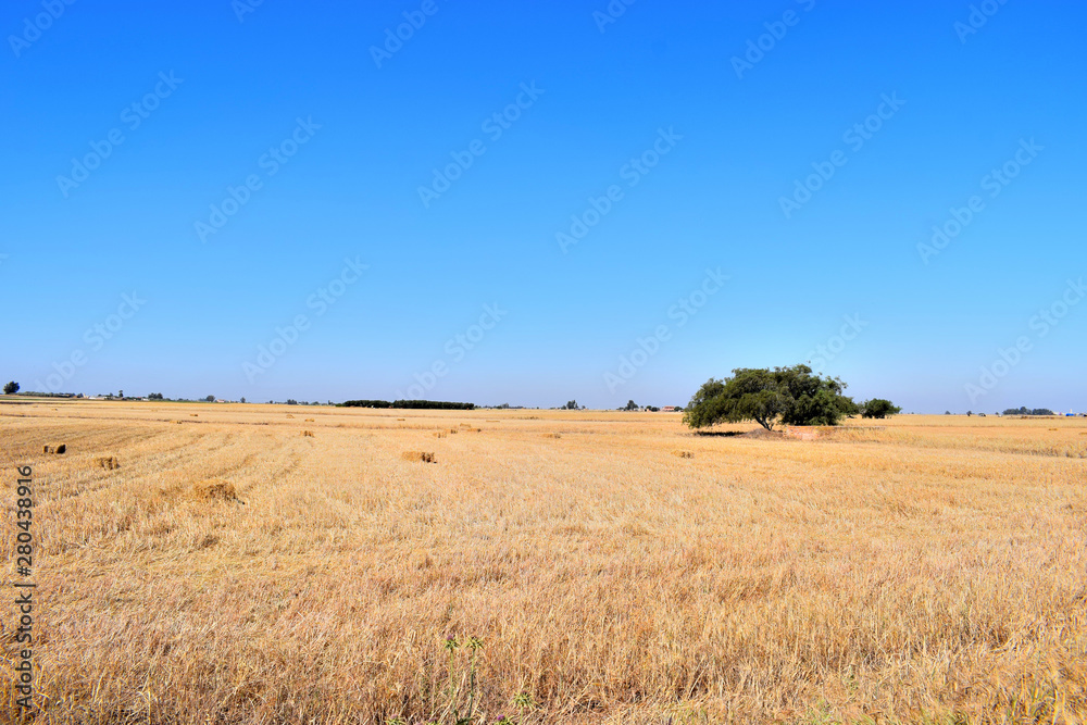 Harvest time of wheat with one tree  scenic landscape, golden rye field with haystack, season of crop, farm , cultivated organic seeds of bread, beauty of nature in autumn 