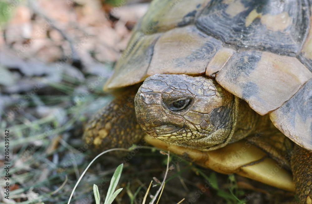 Forest turtle in a natural environment. Forest turtle in a natural environment.