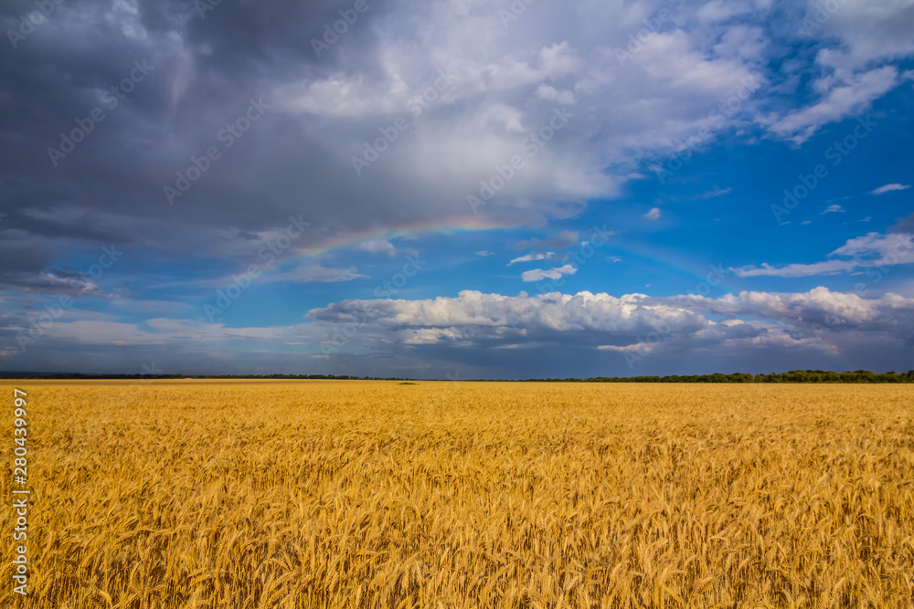 beautiful summer wheat field under a cloudy sky with rainbow