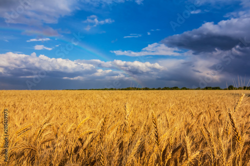 beautiful summer wheat field under a cloudy sky  natural agricultural background with rainbow