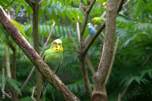Ein grün-gelber Wellensittich sitzt auf dem Zweig und wird beobachtet.