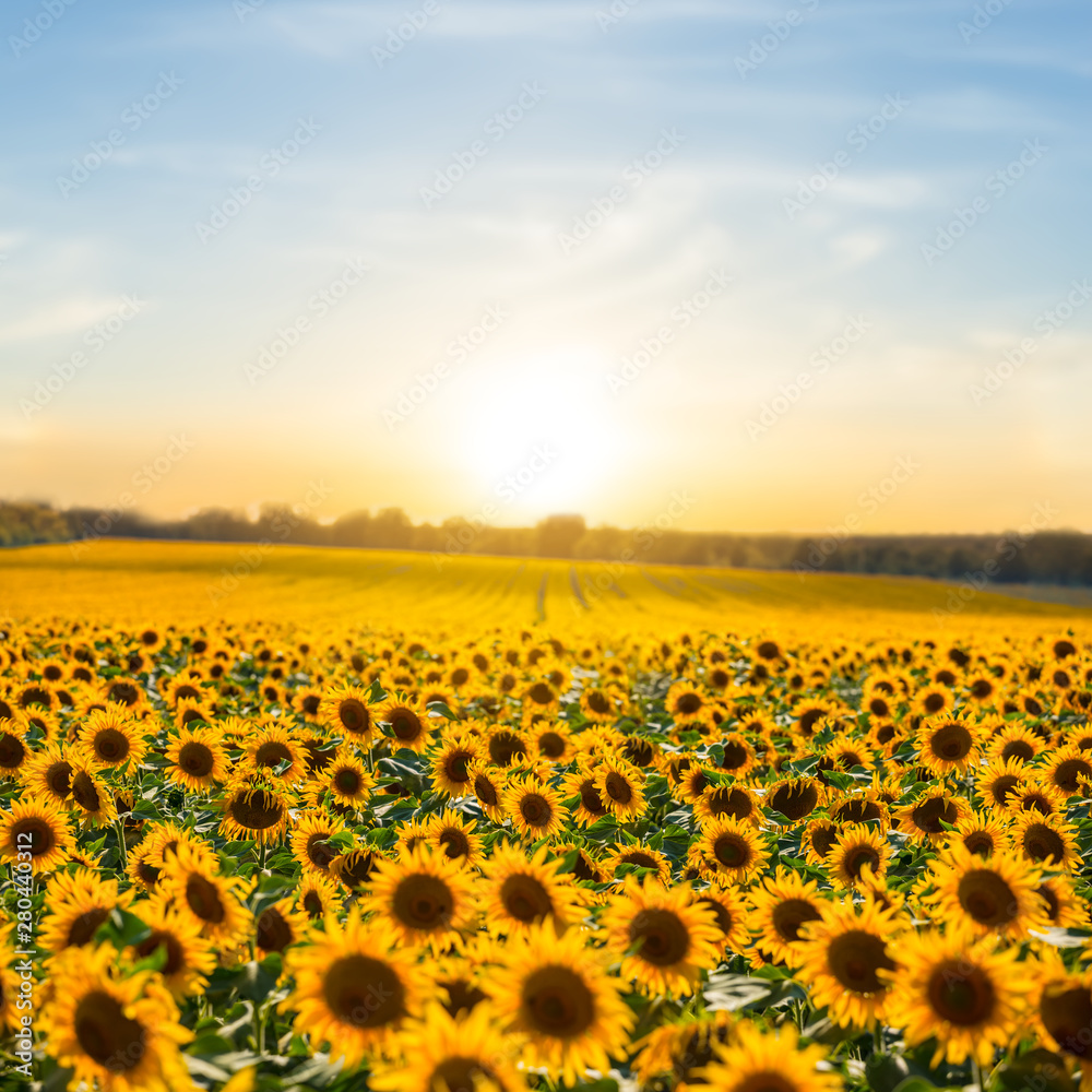 Obraz premium beautiful summer sunflower field at the sunset, natural agriculture background